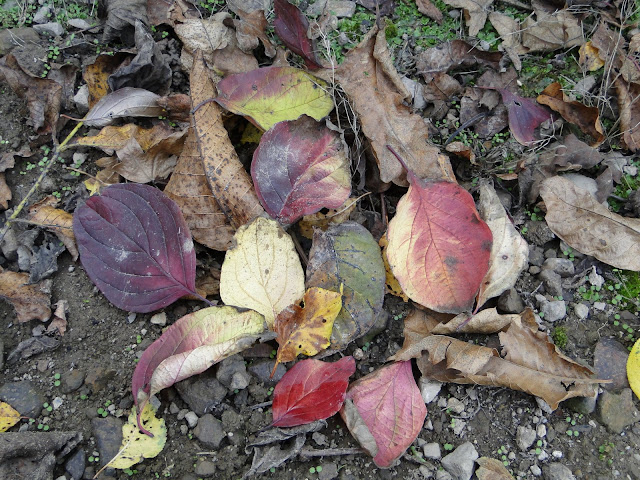 http://lh6.ggpht.com/_W3Yz6GwnBCQ/Su58LC0_E4I/AAAAAAAABw8/Sy98ah_9V9A/s640/retouche%20%2B%20feuilles%20mortes%20031.jpg