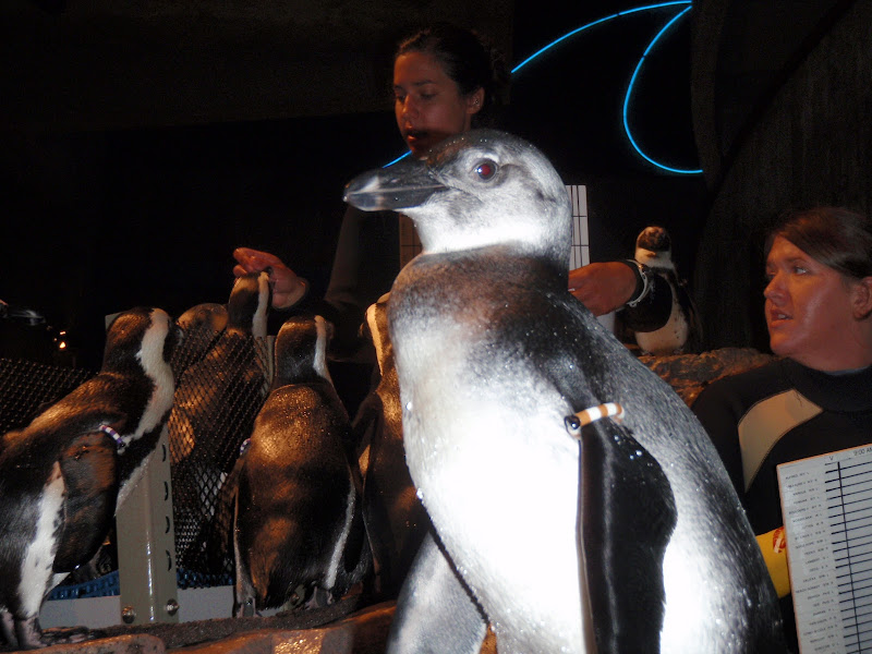 Five penguin chicks hatch at New England Aquarium - The Boston Globe