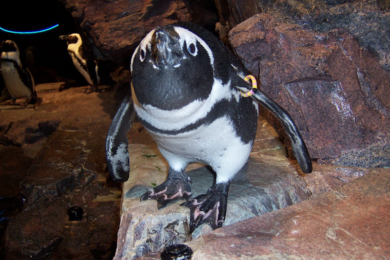 Five penguin chicks hatch at New England Aquarium - The Boston Globe