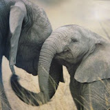 Baby Animals