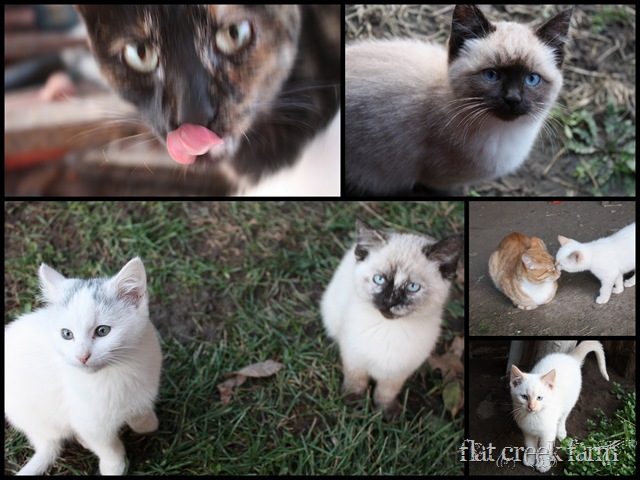 [kitties 11-23-09[8].jpg]