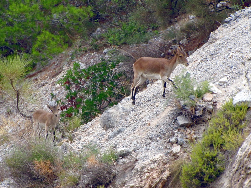 cabras