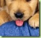 puppy tongue