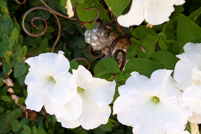 Petunias Petunias
