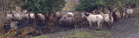 Polish Ponies
