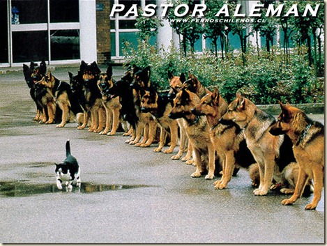 pastoraleman pastoraleman