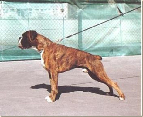 perro-boxer