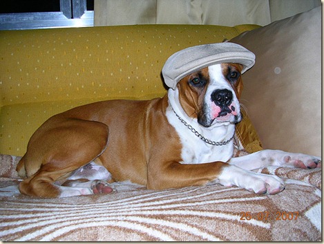 Adiestramiento-básico-de-un-perro-boxer17 Adiestramiento-básico-de-un-perro-boxer17