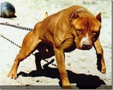 perro-pitbullft perro-pitbullft