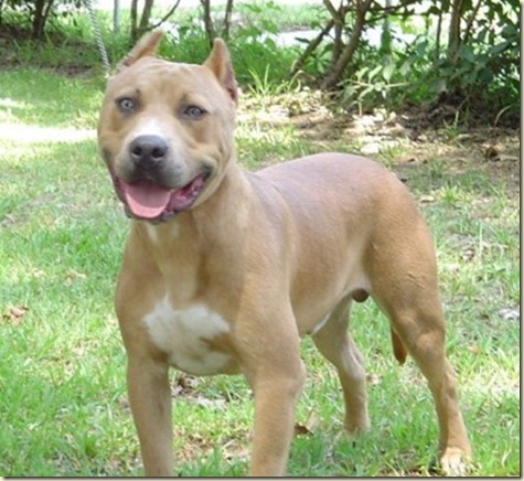 PittBull09 PittBull09