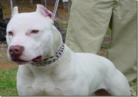 PittBull09r PittBull09r