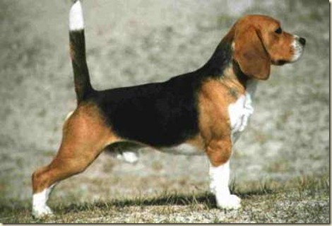 Adiestramiento de perros beagle5