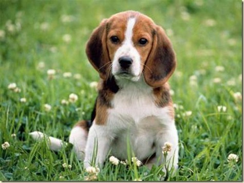 Adiestramiento de perros beagle4