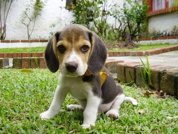 [Adiestramiento de perros beagle13[7].jpg]