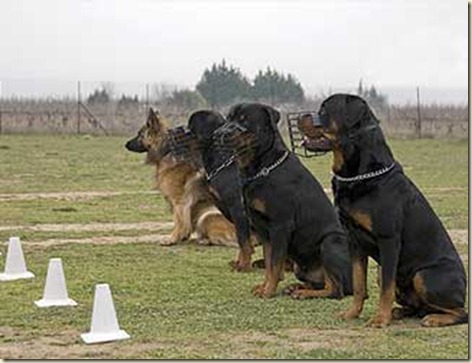 tecnicas-de-adiestramiento-canino5 tecnicas-de-adiestramiento-canino5