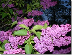 lilacs and blue light 022