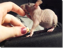 Forensics GRCHS hairless rats 064
