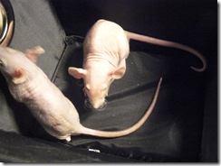 Forensics GRCHS hairless rats 043