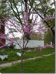 spring flowers 004