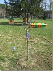 orto asilo-alberi 007 orto asilo-alberi 007