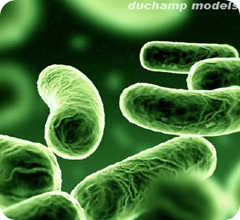 bacteria5 bacteria5