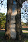 Reinforced concrete tree near St. Jerome's