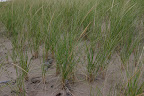 Beach grasses