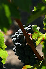 Napa grapes