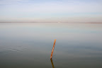 Alviso Slough