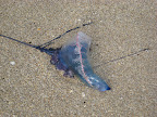 Portuguese man o' war, closeup
