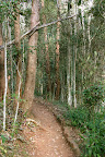 Simpson Falls hiking trail, Mt Coot-tha