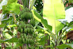 Banana tree in Grenada