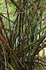 Bamboo stalks