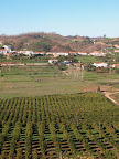An orchard in the hills of the Algarve