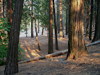 Banks of the Merced River