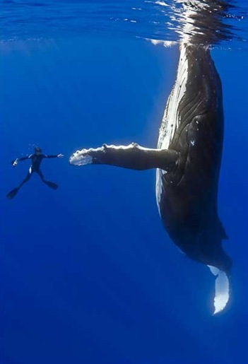 whale1_1465041i