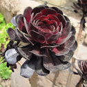 Black Aeonium