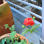 Blazing Sunset geum