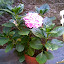 Hydrangea