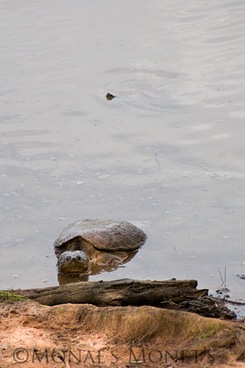 Turtle blog