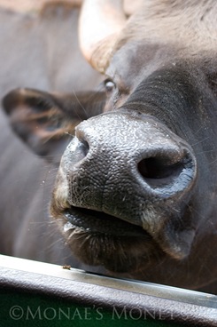 Cow nose blog