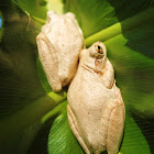 Cuban Treefrog