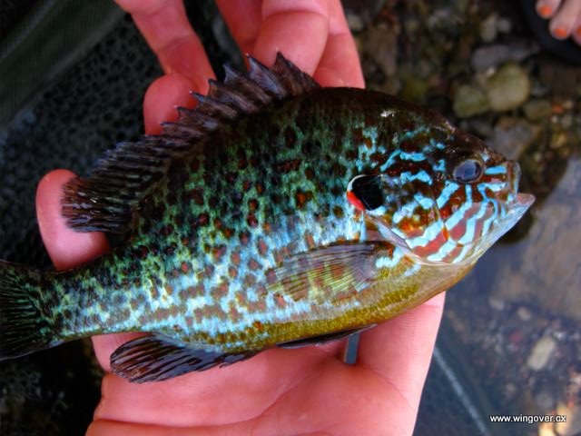 Piranha vulgaris