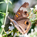 Common Buckeye