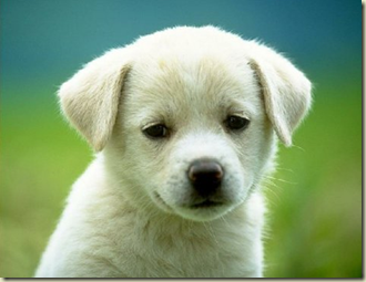 image of cute puppy