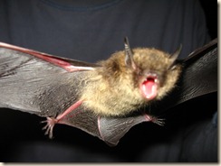 bat bat