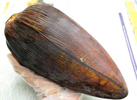 Vazhaipoo