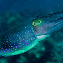 Cuttlefish