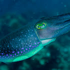 Cuttlefish