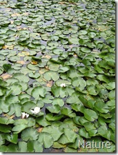 can you see the turtles